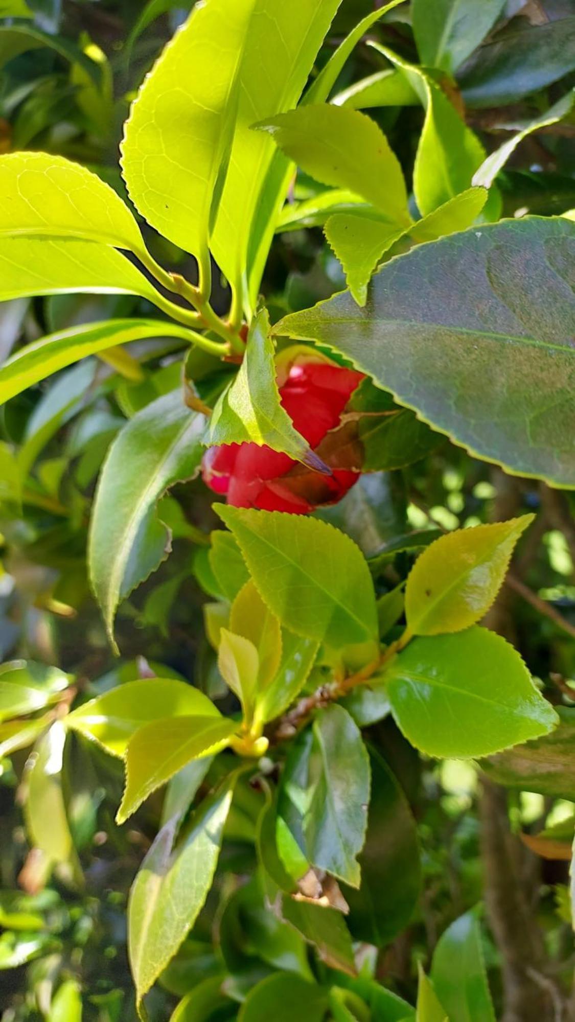 Retiro Das Camelias 1 Lajes das Flores Exterior foto