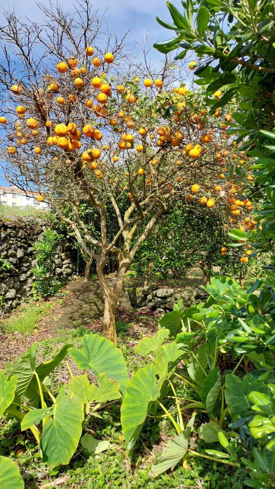 Retiro Das Camelias 1 Lajes das Flores Exterior foto